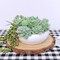 11PCS Mini Artificial Succulent Picks – Flocked Faux Succulents Assortment for Mother’s Day Card Making, DIY Crafts, Wreaths, Terrariums & Home Decor